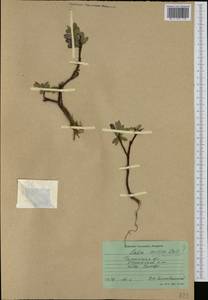 Salix arctica Pall., Siberia, Baikal & Transbaikal region (S4) (Russia)