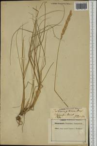 Thinopyrum intermedium (Host) Barkworth & D.R.Dewey, Western Europe (EUR) (Switzerland)