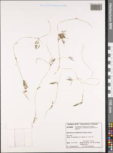 Ranunculus kauffmanii P. Clerc, Siberia, Central Siberia (S3) (Russia)