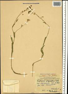 Bupleurum polyphyllum Ledeb., Caucasus, Armenia (K5) (Armenia)