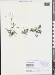 Cardamine parviflora L., Eastern Europe, Central region (E4) (Russia)