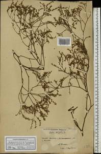 Limonium platyphyllum Lincz., Eastern Europe, North Ukrainian region (E11) (Ukraine)