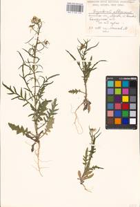 Sisymbrium altissimum L., Eastern Europe, Moscow region (E4a) (Russia)