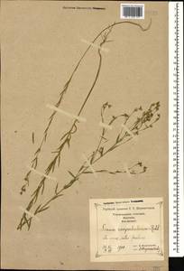 Linum corymbulosum Rchb., Caucasus, Georgia (K4) (Georgia)