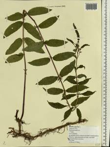 Mentha × piperita L., Eastern Europe, North-Western region (E2) (Russia)