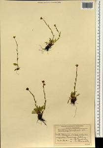 Saxifraga hirculus L., South Asia, South Asia (Asia outside ex-Soviet states and Mongolia) (ASIA) (China)