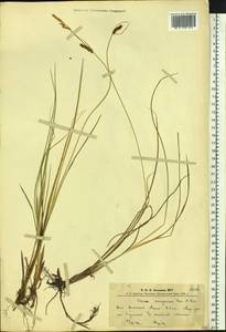 Carex songorica Kar. & Kir., Siberia, Altai & Sayany Mountains (S2) (Russia)