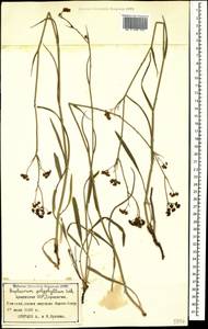 Bupleurum polyphyllum Ledeb., Caucasus, Armenia (K5) (Armenia)