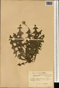 Taraxacum monochlamydeum Hand.-Mazz., South Asia, South Asia (Asia outside ex-Soviet states and Mongolia) (ASIA) (China)