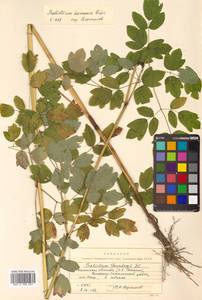 Thalictrum minus subsp. elatum (Jacq.) Stoj. & Stef., Siberia, Russian Far East (S6) (Russia)