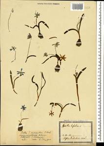 Scilla monanthos K.Koch, Caucasus, Georgia (K4) (Georgia)