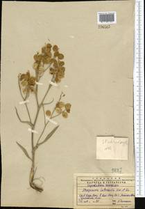 Lepidium lipskyi (N.Busch) Al-Shehbaz & Mummenhoff, Middle Asia, Western Tian Shan & Karatau (M3) (Kazakhstan)