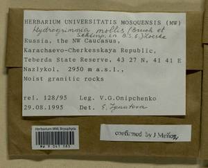 Grimmia mollis Bruch & Schimp., Bryophytes, Bryophytes - North Caucasus & Ciscaucasia (B12) (Russia)