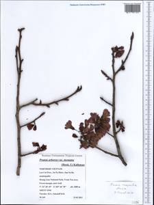 Prunus campanulata Maxim., South Asia, South Asia (Asia outside ex-Soviet states and Mongolia) (ASIA) (Vietnam)