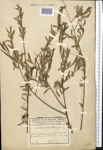Salix songarica Andersson, Middle Asia, Syr-Darian deserts & Kyzylkum (M7) (Kazakhstan)