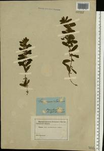 Teucrium scordium L., Eastern Europe, South Ukrainian region (E12) (Ukraine)