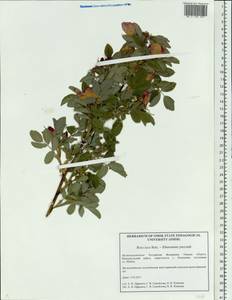 Rosa laxa Retz., Siberia, Western Siberia (S1) (Russia)