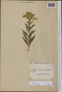 Solidago, America (AMER) (United States)