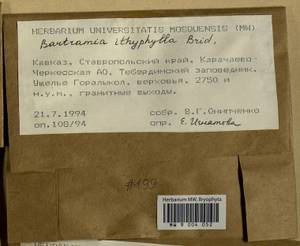 Bartramia ithyphylla Brid., Bryophytes, Bryophytes - North Caucasus & Ciscaucasia (B12) (Russia)