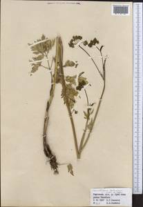 Conioselinum tataricum Hoffm., Middle Asia, Northern & Central Tian Shan (M4) (Kyrgyzstan)