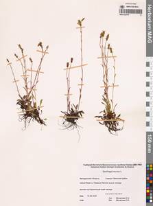 Saxifraga hirculus L., Siberia, Chukotka & Kamchatka (S7) (Russia)