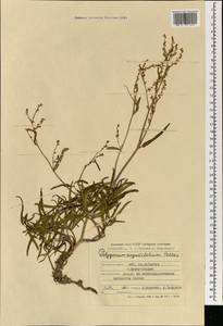 Persicaria angustifolia (Pall.) Ronse Decr., Mongolia (MONG) (Mongolia)