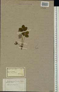 Fragaria viridis Duchesne, Eastern Europe, Eastern region (E10) (Russia)