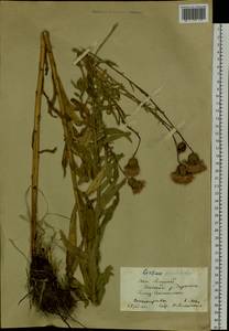 Cirsium serratuloides (L.) Hill, Siberia, Altai & Sayany Mountains (S2) (Russia)