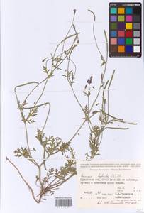 Roemeria hybrida (L.) DC., Middle Asia, Caspian Ustyurt & Northern Aralia (M8) (Kazakhstan)