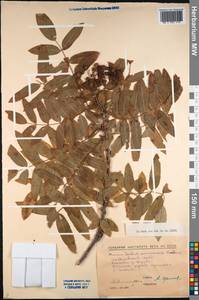 Sorbus aucuparia subsp. pohuashanensis (Hance) Mc All., Siberia, Russian Far East (S6) (Russia)