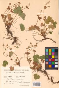 Potentilla matsumurae Th. Wolf, Siberia, Russian Far East (S6) (Russia)