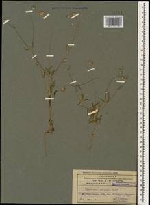 Lomelosia olivieri (Coult.) Greuter & Burdet, Caucasus, Azerbaijan (K6) (Azerbaijan)