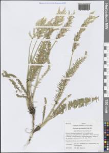 Oxytropis myriophylla (Pall.) DC., Siberia, Baikal & Transbaikal region (S4) (Russia)