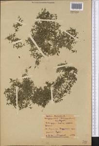 Lemna trisulca L., Middle Asia, Northern & Central Kazakhstan (M10) (Kazakhstan)