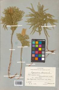 Dendrolycopodium obscurum (L.) A. Haines, Siberia, Russian Far East (S6) (Russia)