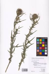 Cirsium vulgare (Savi) Ten., Eastern Europe, Central region (E4) (Russia)