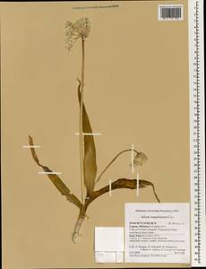 Allium neapolitanum Cirillo, South Asia, South Asia (Asia outside ex-Soviet states and Mongolia) (ASIA) (Cyprus)