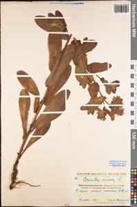 Cerinthe minor L., Eastern Europe, North Ukrainian region (E11) (Ukraine)