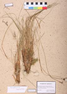 Eriophorum vaginatum L., Siberia, Altai & Sayany Mountains (S2) (Russia)