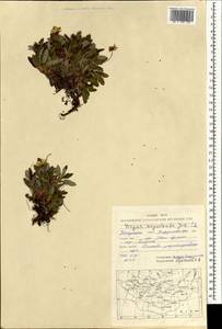 Dryas octopetala subsp. oxyodonta (Juz.) Hultén, Mongolia (MONG) (Mongolia)