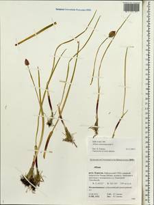 Allium schoenoprasum L., Siberia, Baikal & Transbaikal region (S4) (Russia)