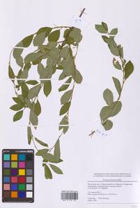 Prunus fruticosa Pall., Eastern Europe, Moscow region (E4a) (Russia)