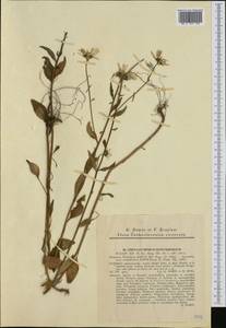 Leucanthemum rotundifolium (Willd.) DC., Western Europe (EUR) (Slovakia)