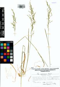 Poa pratensis subsp. pratensis, Siberia, Baikal & Transbaikal region (S4) (Russia)