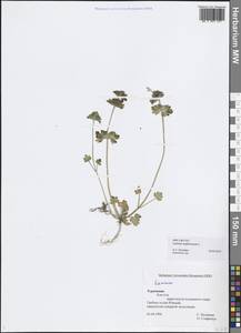 Lamium amplexicaule L., Middle Asia, Kopet Dag, Badkhyz, Small & Great Balkhan (M1) (Turkmenistan)