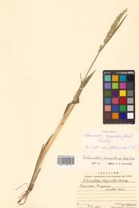 Echinochloa oryzoides (Ard.) Fritsch, Siberia, Russian Far East (S6) (Russia)
