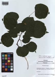 Tilia amurensis var. sibirica (Fisch. ex Bayer) Y. C. Zhu, Siberia, Altai & Sayany Mountains (S2) (Russia)