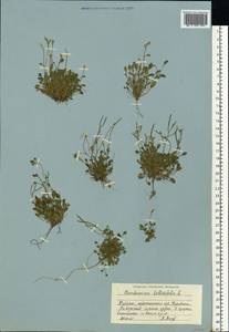 Cardamine bellidifolia L., Eastern Europe, Northern region (E1) (Russia)