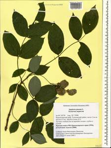 Staphylea pinnata L., Caucasus, Black Sea Shore (from Novorossiysk to Adler) (K3) (Russia)