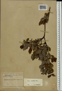 Salix bebbiana Sarg., Eastern Europe, Northern region (E1) (Russia)